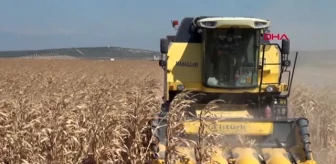HATAY Reyhanlı'da mısır hasadı başladı