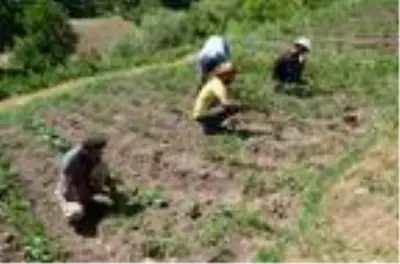 Huzur ortamının sağlanmasıyla Hakkari'nin köylerinde 25 yıl sonra yeniden tarım başladı Huzur ortamının sağlanmasıyla Hakkari'nin köylerinde 25 yıl sonra yeniden tarım başladı