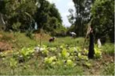 Huzur ortamının sağlanmasıyla Hakkari'nin köylerinde 25 yıl sonra yeniden tarım başladı Huzur ortamının sağlanmasıyla Hakkari'nin köylerinde 25 yıl sonra yeniden tarım başladı