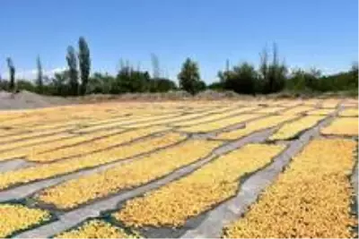 Kayısıda hasadın sonuna gelindi