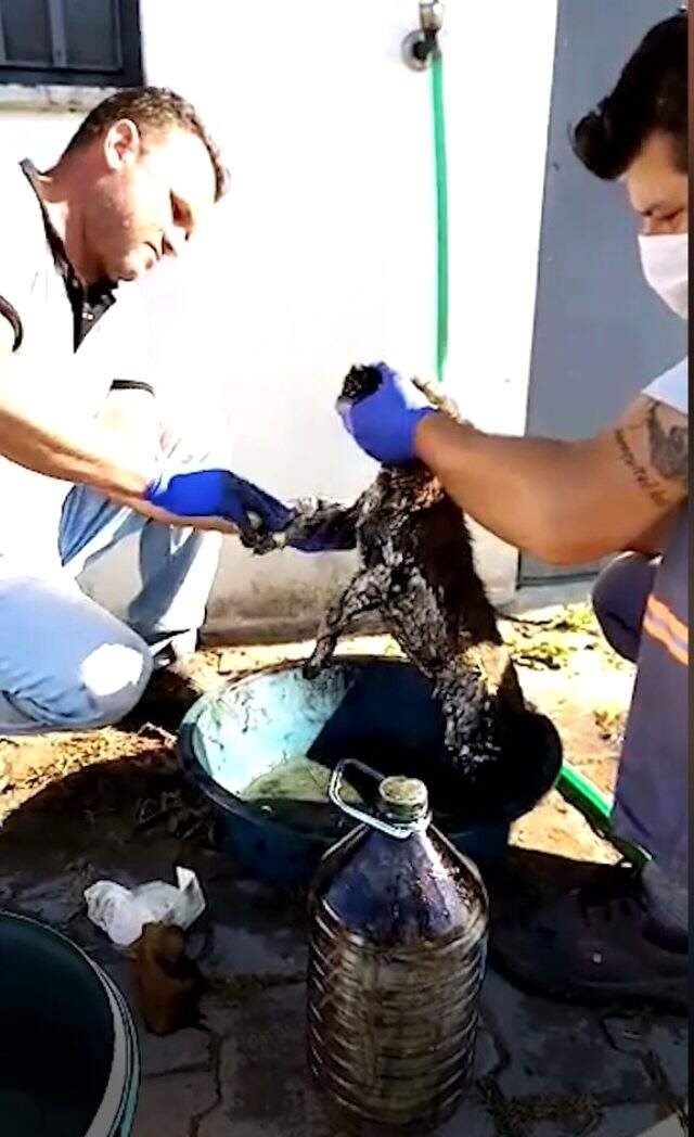 Ziftten kurtarılan yavru köpeğe yaşadığı olayla müsemma bir isim verildi