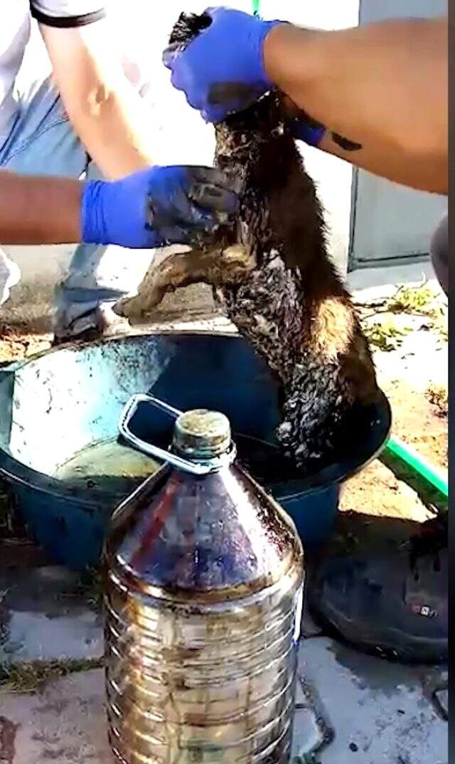 Ziftten kurtarılan yavru köpeğe yaşadığı olayla müsemma bir isim verildi