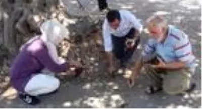 Alanyalı üretici keçiboynuzunda bahçeleşmeye yöneliyor Alanyalı üretici keçiboynuzunda bahçeleşmeye yöneliyor