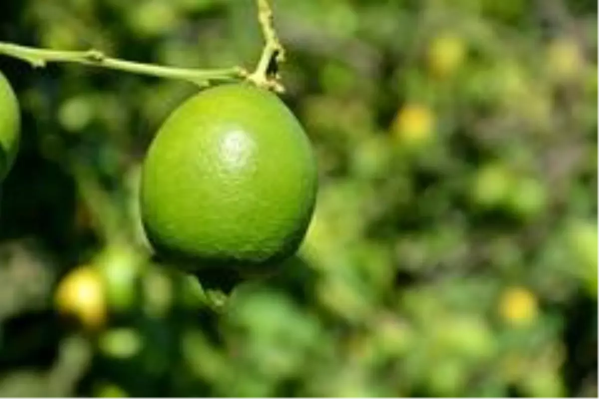 Dalaman TİGEM limon satacak