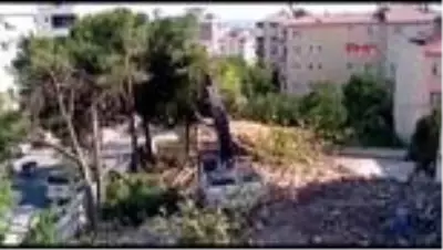 KARTAL'DA BİNA YIKIMI SIRASINDA ÇAM AĞAÇLARI TAHRİP EDİLDİ -1 KARTAL'DA BİNA YIKIMI SIRASINDA ÇAM AĞAÇLARI TAHRİP EDİLDİ -1