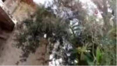 Kuşadası'nda 1500 yıllık zeytin ağacının dibine villa yaptılar Kuşadası'nda 1500 yıllık zeytin ağacının dibine villa yaptılar