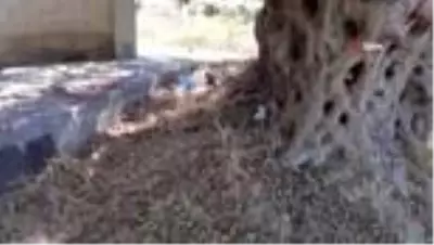 Kuşadası'nda 1500 yıllık zeytin ağacının dibine villa yaptılar Kuşadası'nda 1500 yıllık zeytin ağacının dibine villa yaptılar