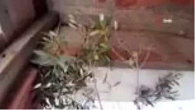 Kuşadası'nda 1500 yıllık zeytin ağacının dibine villa yaptılar Kuşadası'nda 1500 yıllık zeytin ağacının dibine villa yaptılar