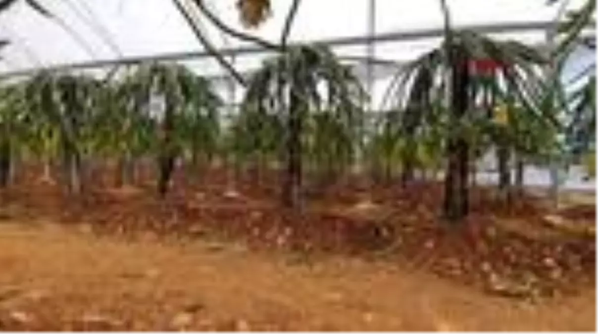 MERSİN PİTAYAYA, ARAP ÜLKELERİNDEN YOĞUN TALEP