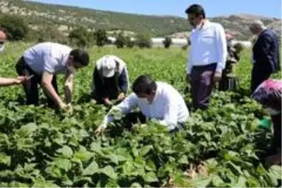 Son dakika haberi... 3 bin 500 kişinin yevmiyeyle çalıştığı ovada fasulye hasadı başladı Son dakika haberi... 3 bin 500 kişinin yevmiyeyle çalıştığı ovada fasulye hasadı başladı