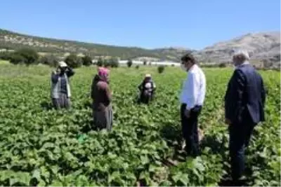 Son dakika haberi... 3 bin 500 kişinin yevmiyeyle çalıştığı ovada fasulye hasadı başladı Son dakika haberi... 3 bin 500 kişinin yevmiyeyle çalıştığı ovada fasulye hasadı başladı