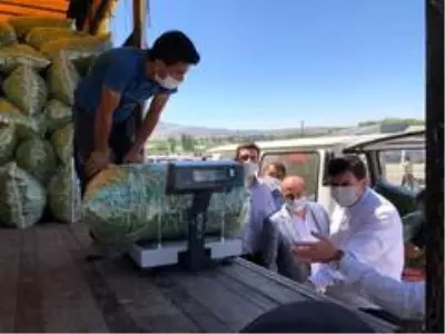 Son dakika haberi... 3 bin 500 kişinin yevmiyeyle çalıştığı ovada fasulye hasadı başladı Son dakika haberi... 3 bin 500 kişinin yevmiyeyle çalıştığı ovada fasulye hasadı başladı