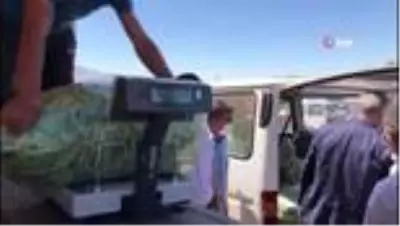 Son dakika haber... 3 bin 500 kişinin yevmiyeyle çalıştığı ovada fasulye hasadı başladı Son dakika haber... 3 bin 500 kişinin yevmiyeyle çalıştığı ovada fasulye hasadı başladı