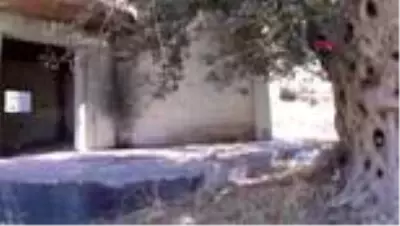 AYDIN Kuşadası'nda 1500 yıllık zeytin ağacının yanına villa yaptılar AYDIN Kuşadası'nda 1500 yıllık zeytin ağacının yanına villa yaptılar