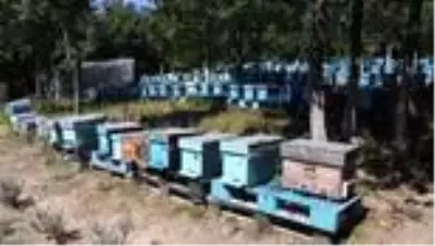 Babasından öğrendiği arıcılığı 40 yıldır sürdürüyor Babasından öğrendiği arıcılığı 40 yıldır sürdürüyor