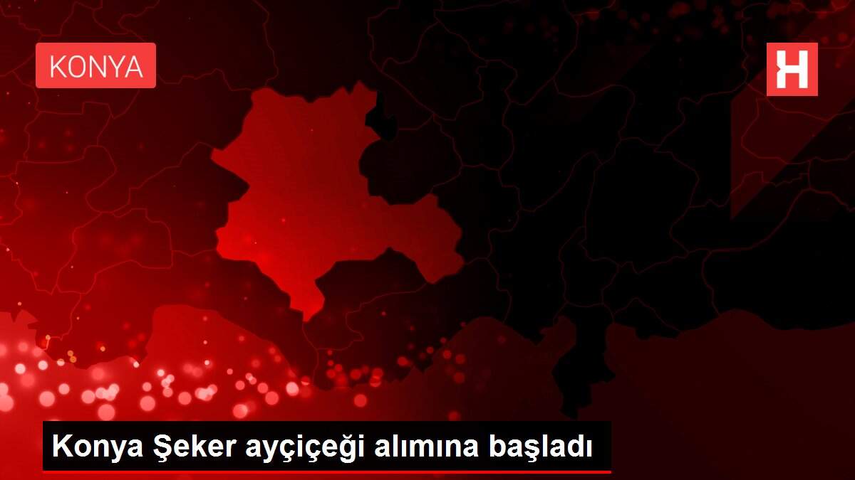 Konya Şeker ayçiçeği alımına başladı