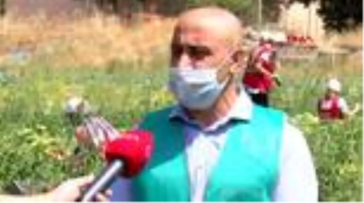 ANKARA Mahkumların rehabilitasyon tarlasını memurlar ekip, hasat etti