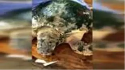 Son Dakika: Ölü sanılan caretta caretta canlı çıktı Son Dakika: Ölü sanılan caretta caretta canlı çıktı
