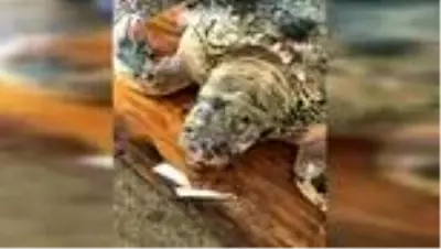 Son Dakika: Ölü sanılan caretta caretta canlı çıktı Son Dakika: Ölü sanılan caretta caretta canlı çıktı