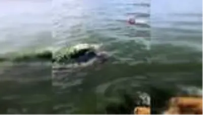 Son Dakika: Ölü sanılan caretta caretta canlı çıktı Son Dakika: Ölü sanılan caretta caretta canlı çıktı