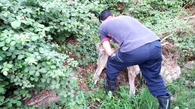 Renk değiştirip, köpüren dereden su içen köpek zehirlendi