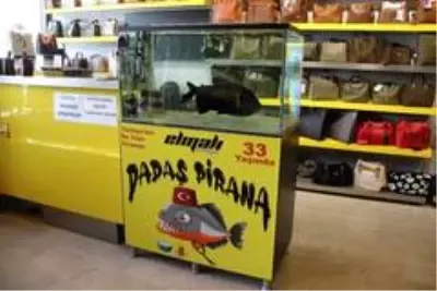 Türkiye'nin en yaşlısı 'Dadaş pirana' görenleri hayrete düşürüyor! Türkiye'nin en yaşlısı 'Dadaş pirana' görenleri hayrete düşürüyor!