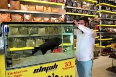 Türkiye'nin en yaşlı piranası görenleri şaşırtıyor Türkiye'nin en yaşlı piranası görenleri şaşırtıyor