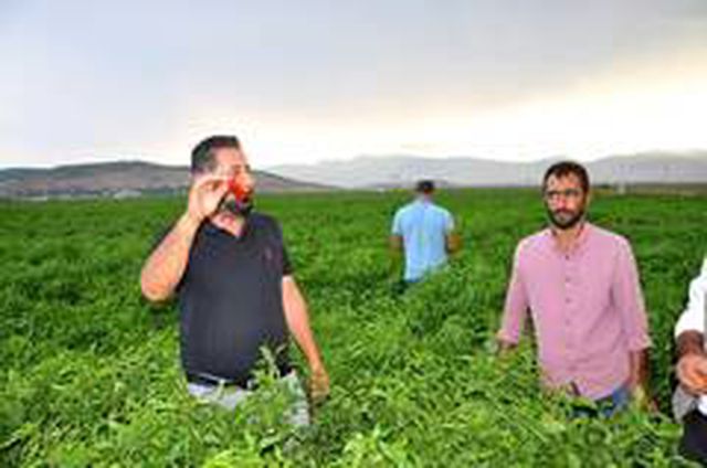 Gaziantep'te alıcılara kızan üretici tonlarca biberi tarlada bıraktı