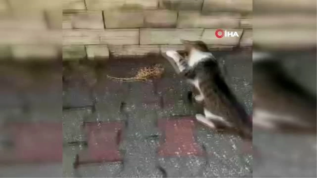 Son dakika&hellip; Bukalemun ile oynayan kedi kamerada Haberler