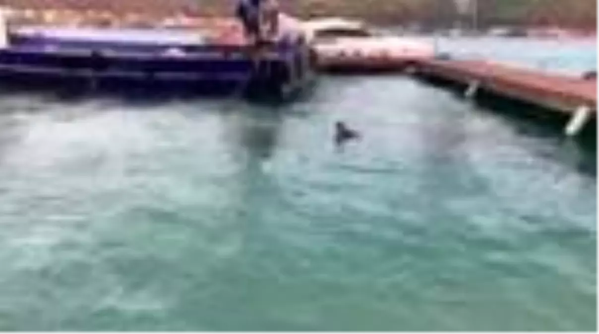Deniz tabanına yapılan beton duvarlar çıkarılıyor Haberler Deniz tabanına yapılan beton duvarlar çıkarılıyor Haberler