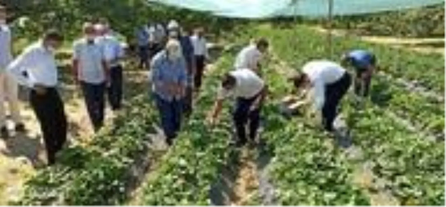 Kale'de Çilek yaygınlaşıyor