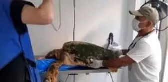 Yakup Kaska: Karaya vuran caretta caretta tedavi altına alındı, kurtaranların ismi verildi Yakup Kaska: Karaya vuran caretta caretta tedavi altına alındı, kurtaranların ismi verildi