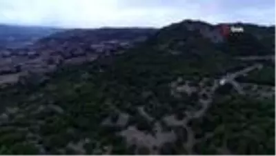 Sivas'ta doğada kendiliğinden yetişen tonlarca fındık dalında çürüyor