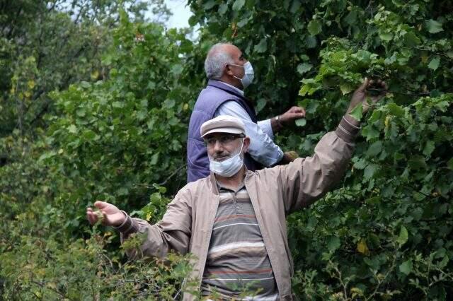 Sivas'ta doğada kendiliğinden yetişen tonlarca fındık dalında çürüyor