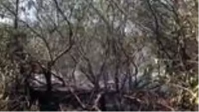 Son dakika... Yangında okaliptüs ağaçlarının da bulunduğu 2 hektarlık alan zarar gördü Son dakika... Yangında okaliptüs ağaçlarının da bulunduğu 2 hektarlık alan zarar gördü