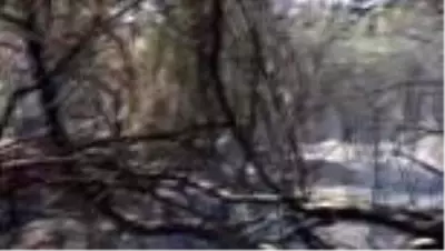 Son dakika... Yangında okaliptüs ağaçlarının da bulunduğu 2 hektarlık alan zarar gördü Son dakika... Yangında okaliptüs ağaçlarının da bulunduğu 2 hektarlık alan zarar gördü