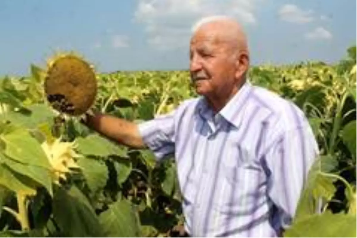 Ayçiçeğinde fiyatlar üreticiyi sevindirdi