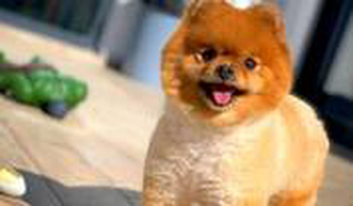Bir Pomeranian Yavru Köpeğini Kaça Sahiplenirim?