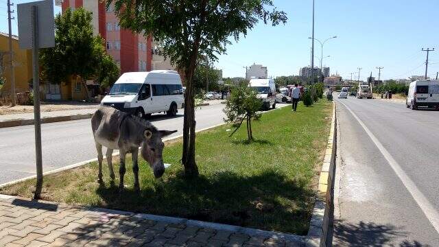 Eşeğe çarpmamak isteyen sürücü canından oluyordu