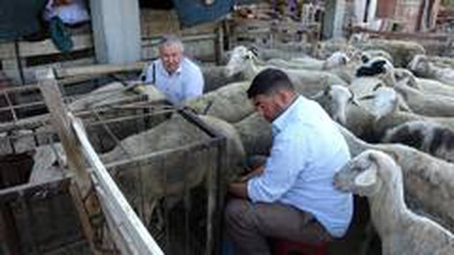 Dünyaca ünlü ezine peynirinin sırrı bu bölgede yetişen hayvanların sütünde gizli