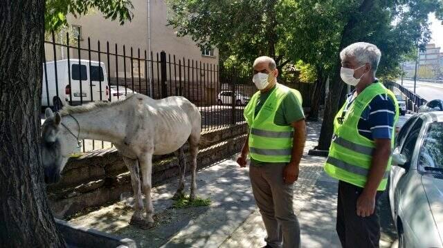 Görenler gözlerine inanamadı! Başıboş at, saatlerce şehrin göbeğinde dolaştı