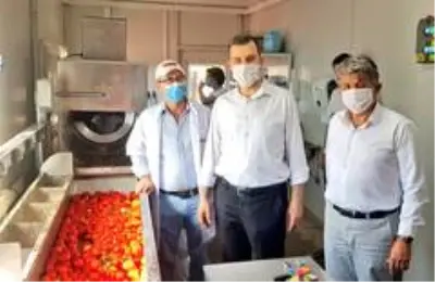 Türk Şeker'in domatesine çiftçilerden ilgi Türk Şeker'in domatesine çiftçilerden ilgi