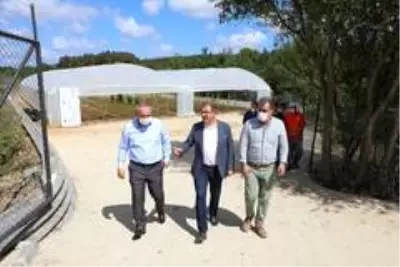 Eyüpsultan'da serada ilk hasat yapıldı Eyüpsultan'da serada ilk hasat yapıldı