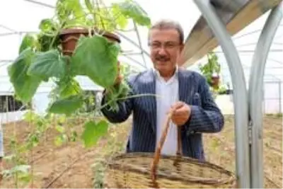 Eyüpsultan'da serada ilk hasat yapıldı Eyüpsultan'da serada ilk hasat yapıldı