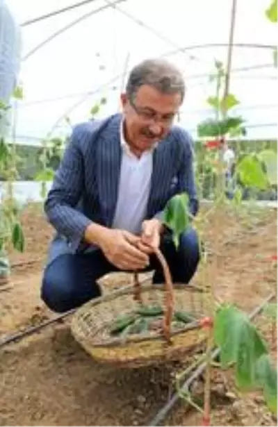Eyüpsultan'da serada ilk hasat yapıldı Eyüpsultan'da serada ilk hasat yapıldı