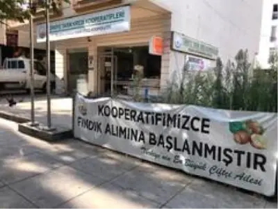Kooperatif fındık alımına başlıyor Kooperatif fındık alımına başlıyor