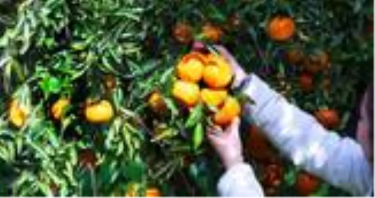 Narenciye ne demek? Narenciye türleri neler? Turunçgiller (Narenciye) nerelerde kullanılır?