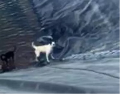 Son dakika haber | Yalova'da gölete düşen 2 köpeği itfaiye ekipleri kurtardı Son dakika haber | Yalova'da gölete düşen 2 köpeği itfaiye ekipleri kurtardı
