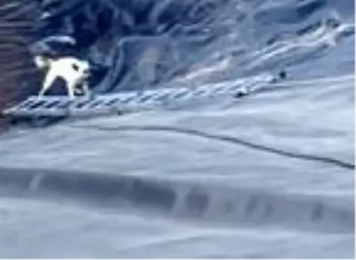 Son dakika haber | Yalova'da gölete düşen 2 köpeği itfaiye ekipleri kurtardı Son dakika haber | Yalova'da gölete düşen 2 köpeği itfaiye ekipleri kurtardı