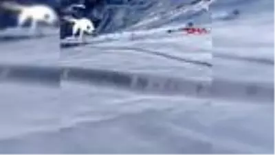 Son dakika! Yalova'da gölete düşen 2 köpeği itfaiye ekipleri kurtardı Son dakika! Yalova'da gölete düşen 2 köpeği itfaiye ekipleri kurtardı